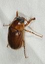 northern_masked_chafer1757