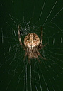 orb_weaver1889