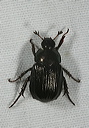 oriental_beetle1823