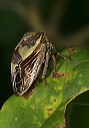 plant_hopper1895