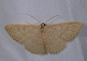 pleuroprucha_insulsaria1764