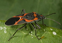 small_milkweed_bug1702