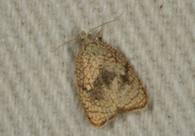 acleris_forskaleana1995.jpg