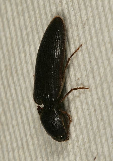 click_beetle1918.jpg