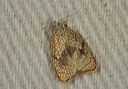 acleris_forskaleana1995