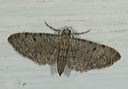 eupithecia_miserulata2041