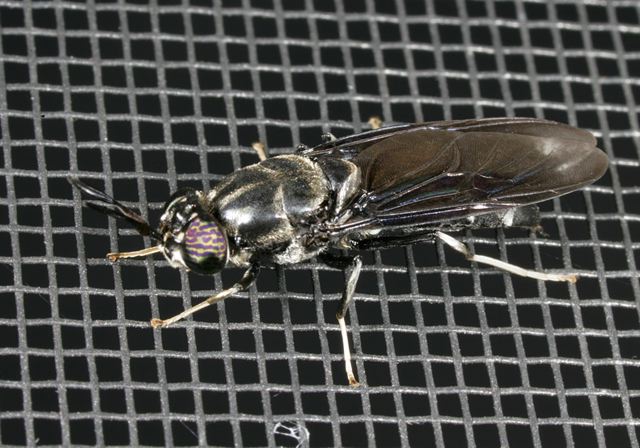 black_soldier_fly2117.jpg