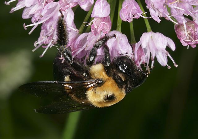 carpenter_bee2106.jpg