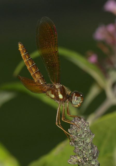 eastern_amberwing2087.jpg