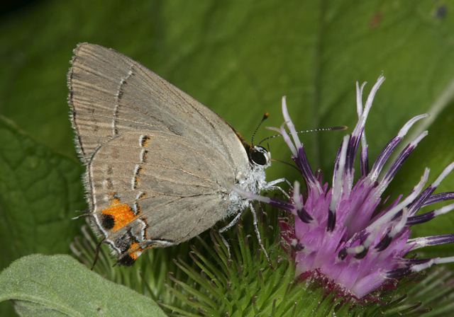 gray_hairstreak2959.jpg