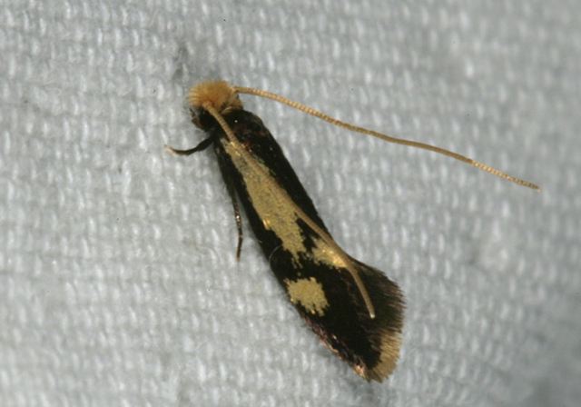 isocorypha_mediostria_3544e.jpg