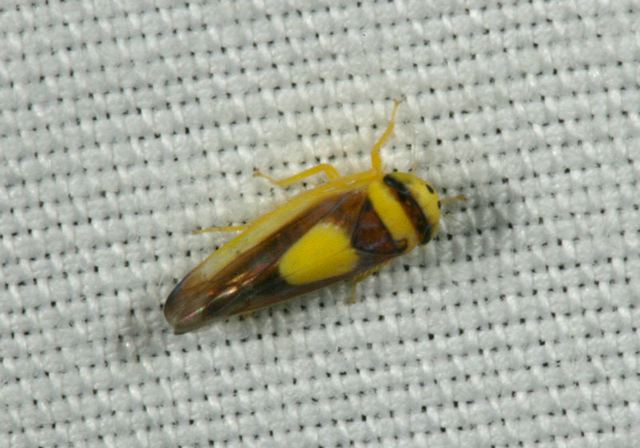 leafhopper2224.jpg