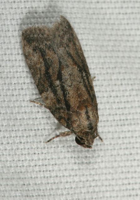 moth_2214.jpg