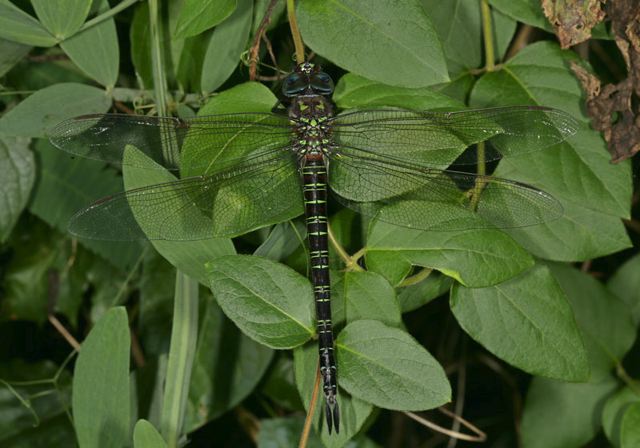 swamp_darner2170.jpg