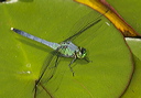 common_pondhawk2045