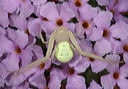 crab_spider2297