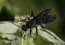 great_black_wasp2057