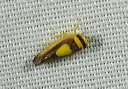 leafhopper2224