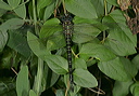 swamp_darner2170