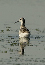 wilson_s_phalarope2325