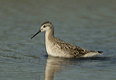 wilson_s_phalarope2588