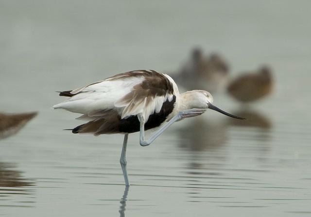 american_avocet3469.jpg