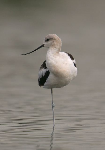 american_avocet3493.jpg