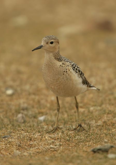 buff-breasted_sandpiper3608.jpg