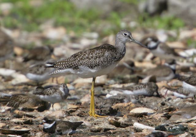 greater_yellowlegs2739.jpg