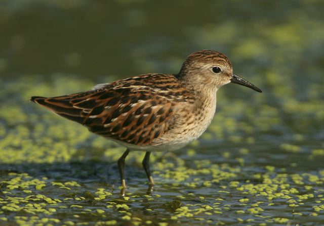 least_sandpiper2694.jpg