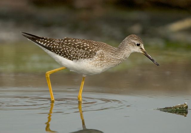 lesser_yellowlegs3363.jpg