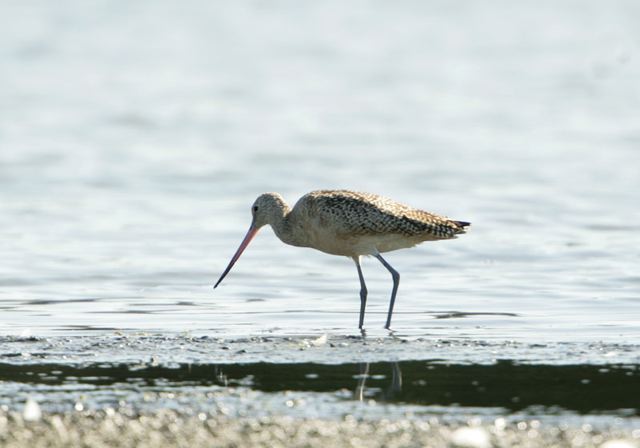 marbled_godwit2666.jpg