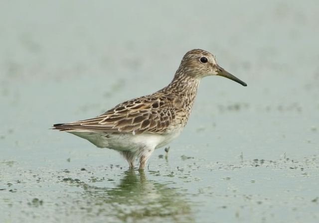 pectoral_sandpiper3373.jpg