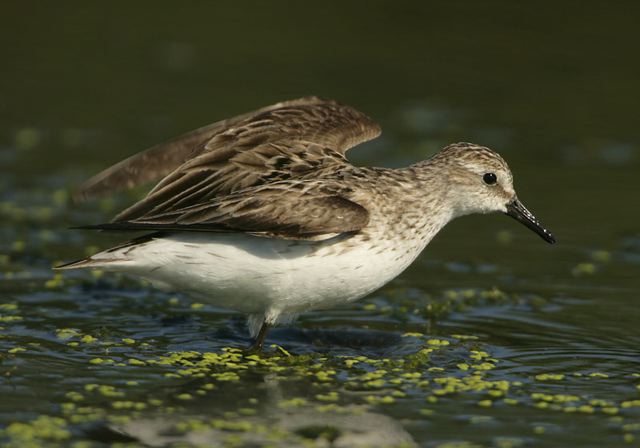 semipalmated_sandpiper2704.jpg