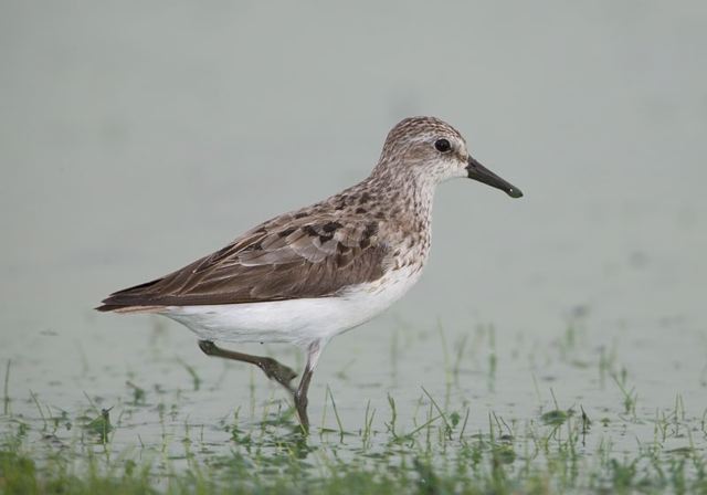 semipalmated_sandpiper3313.jpg