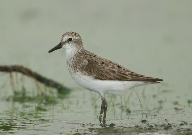 semipalmated_sandpiper3324.jpg