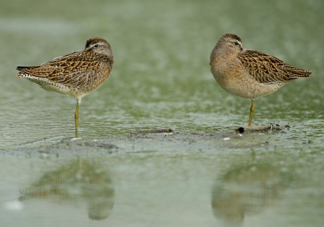 short-billed_dowitcher3400.jpg