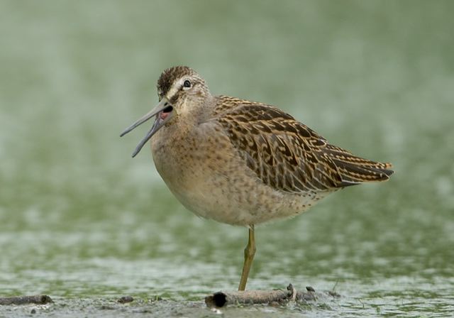 short-billed_dowitcher3408.jpg