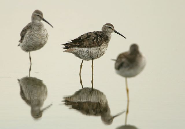 stilt_sandpiper3506.jpg