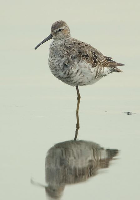 stilt_sandpiper3508.jpg