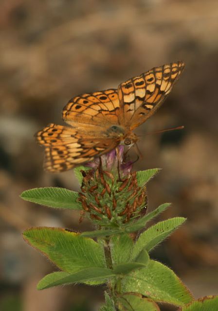 variegated_fritillary3617.jpg