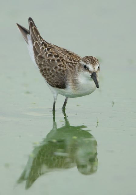 white-rumped_sandpiper3336.jpg