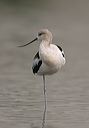 american_avocet3493