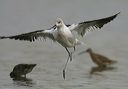 american_avocet3495