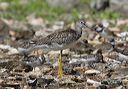 greater_yellowlegs2739