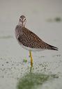 lesser_yellowlegs3298