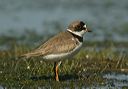 semipalmated_plover2725