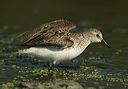 semipalmated_sandpiper2704