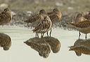 stilt_sandpiper3444