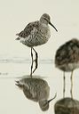 stilt_sandpiper3504